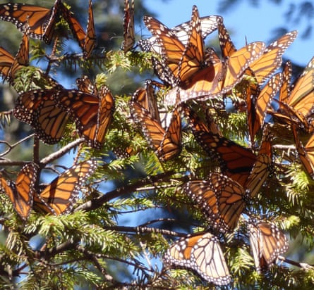Fir branches sag under the weight of countless monarch butterflies.