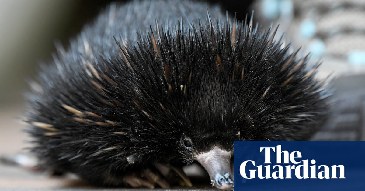 Tracking echidna poo unearths largest ever sightings of elusive species across Australia