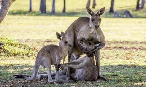 The kangaroo photo – taken in River Heads, Queensland – that received widespread press coverage.