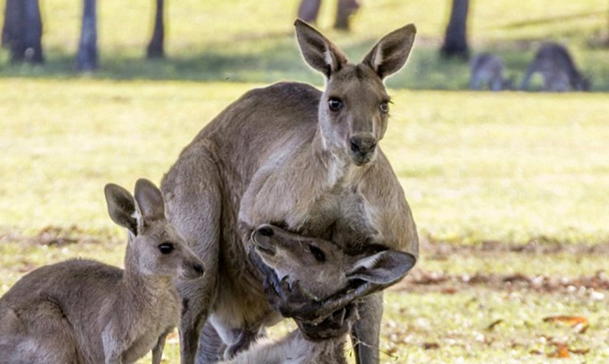 Kangaroo in 'grieving' photos may have killed while trying to mate,  scientist says | Animal behaviour | The Guardian