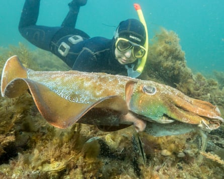 Diver and giant cuttlefish at Pt Lowly.