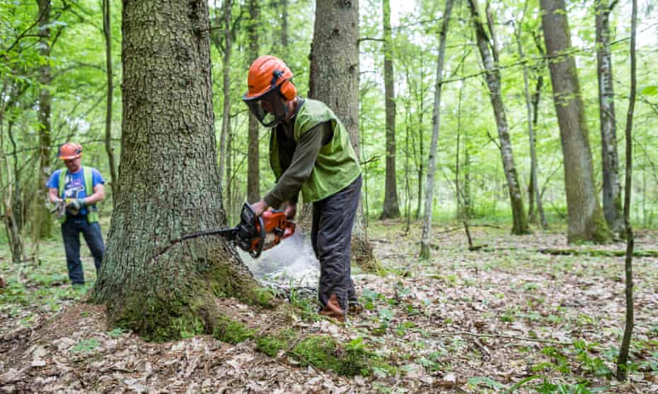 Forest workers cut down a spruce attacked by woodworm in Białowieża forest