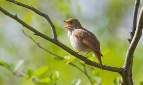 A nightingale singing