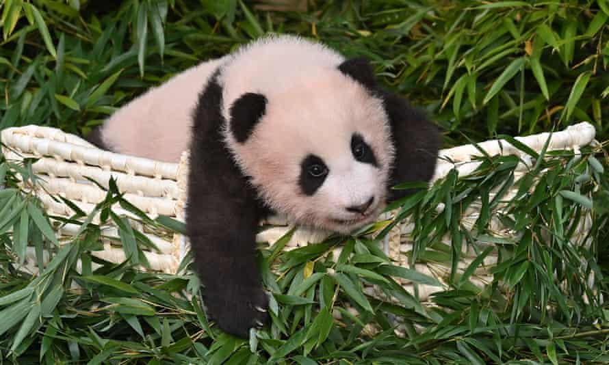 K Pop Band Blackpink Prompt Anger In China By Holding Baby Panda Without Gloves K Pop The Guardian K Pop Band Blackpink Prompt Anger In China By Holding Baby Panda Without Gloves K Pop The Guardian