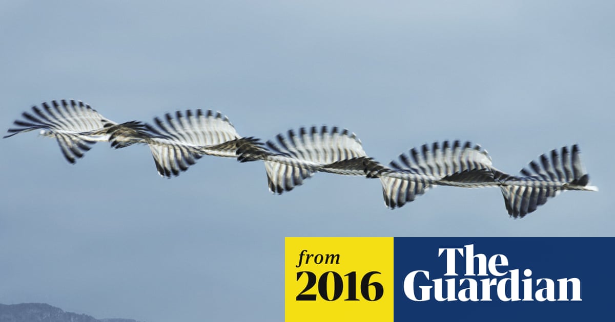 Xavi Bou's photographs reveal flight paths of birds – in pictures