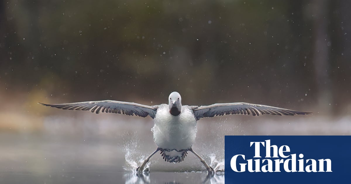 www.theguardian.com