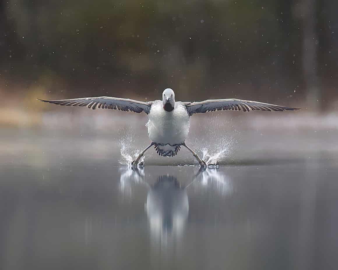 Landing gears down! A red-throated loon has a wobbly landing.