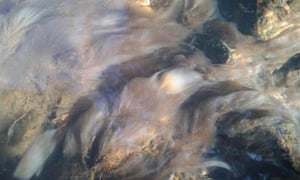 Dairy farm pollution along the River Culm, that flows through the Blackdown Hills in Devon, September 2015