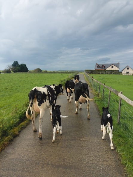 Gerallt Lloyd’s cows coming in for milking