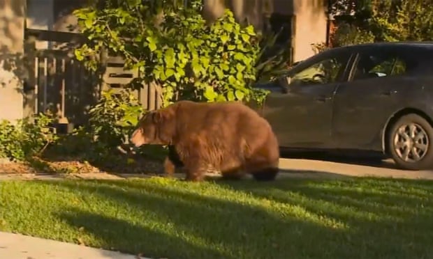 A large black bear roams the streets of a suburb in Los Angeles.