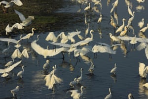 Great egret take flight in Pambala lagoon in Chilaw, Puttalam district.