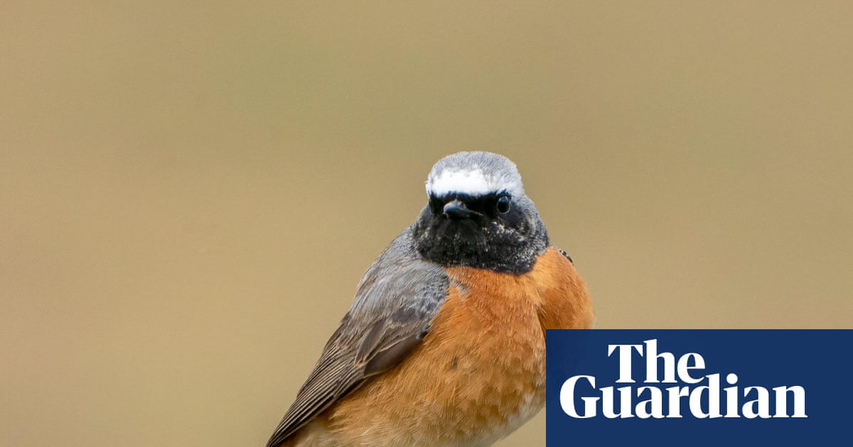 The Great Fall of 1965: Half a Million Birds