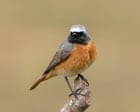 The day bad weather brought half a million birds to England