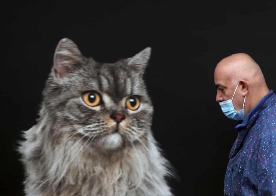 A man wearing a mask against the spread of the coronavirus passes a billboard with image of a cat in Belgrade, Serbia.
