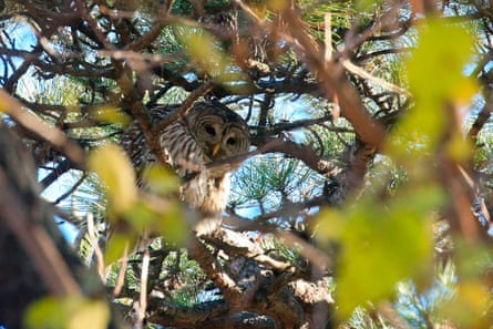 Owl seen through tree branches
