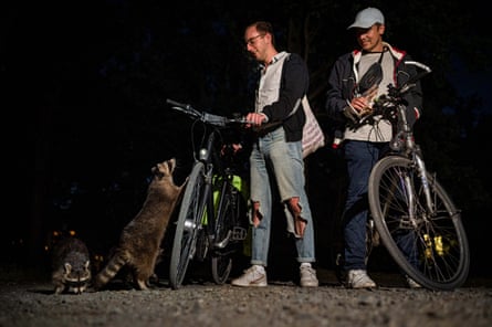 Two cyclists encounter raccoons on Kassel’s roads after dark. One animal is resting his front paws on the bike.