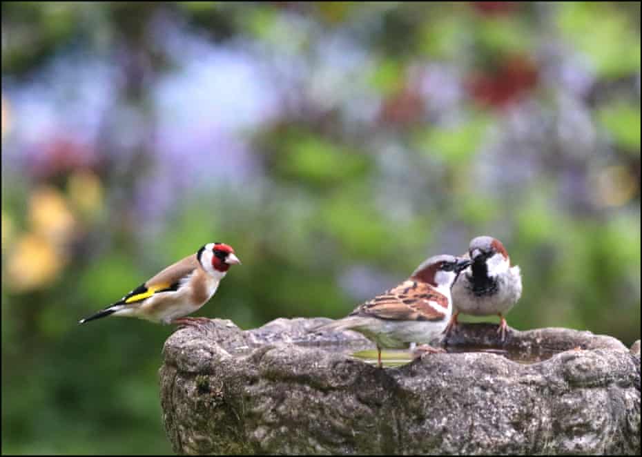 A goldfinch watches two young house sparrows