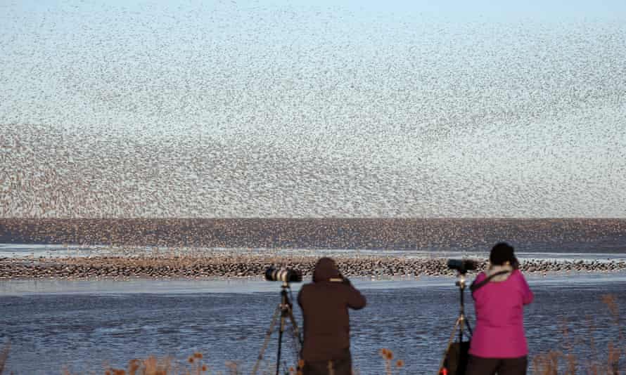 Thousands of waders arrive at RSPB Snettisham in autumn.