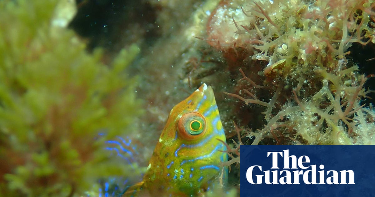 That’s a wrasse! Rare fish spotted for first time since 2009 in kelp forest in Western Australia