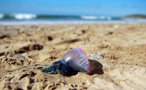A Portuguese man o’ war washed up on Fistral beach in Cornwall.