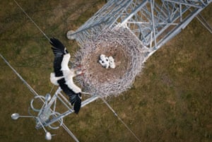 An aerial picture of a stork with two chicks in a nest