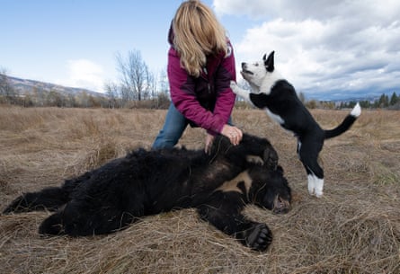 Hunt during a training session with a Karelian bear dog puppy and bear carcass.