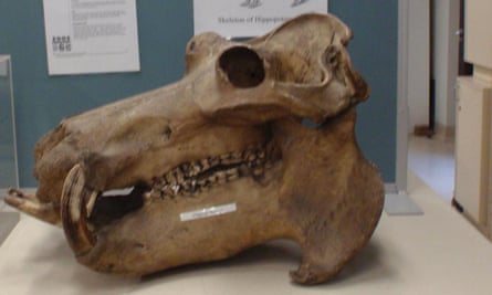 The full hippopotamus skull