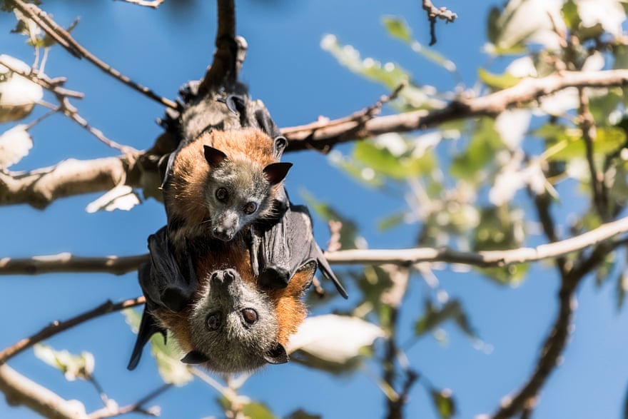 Grey-headed flying fox mother and pup.