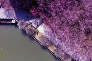 Plum blossoms in Xiangxi Tu and Miao Autonomous Prefecture, central China’s Hunan Province
