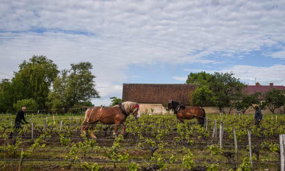 A horse does the weeding among the vines on a vineyard in Tours, France.