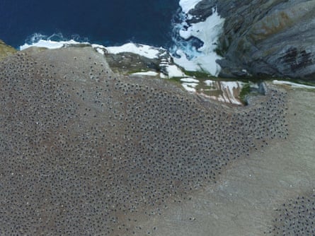 Aerial imagery of an Adélie penguin breeding colony on Heroina Island, Danger Islands, Antarctica