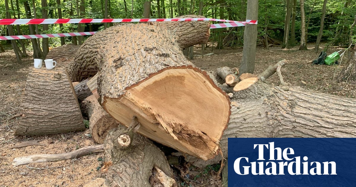Felling of ancient London oak tree reported to police