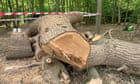 Felling of ancient London oak tree by Toby Carvery owner reported to police