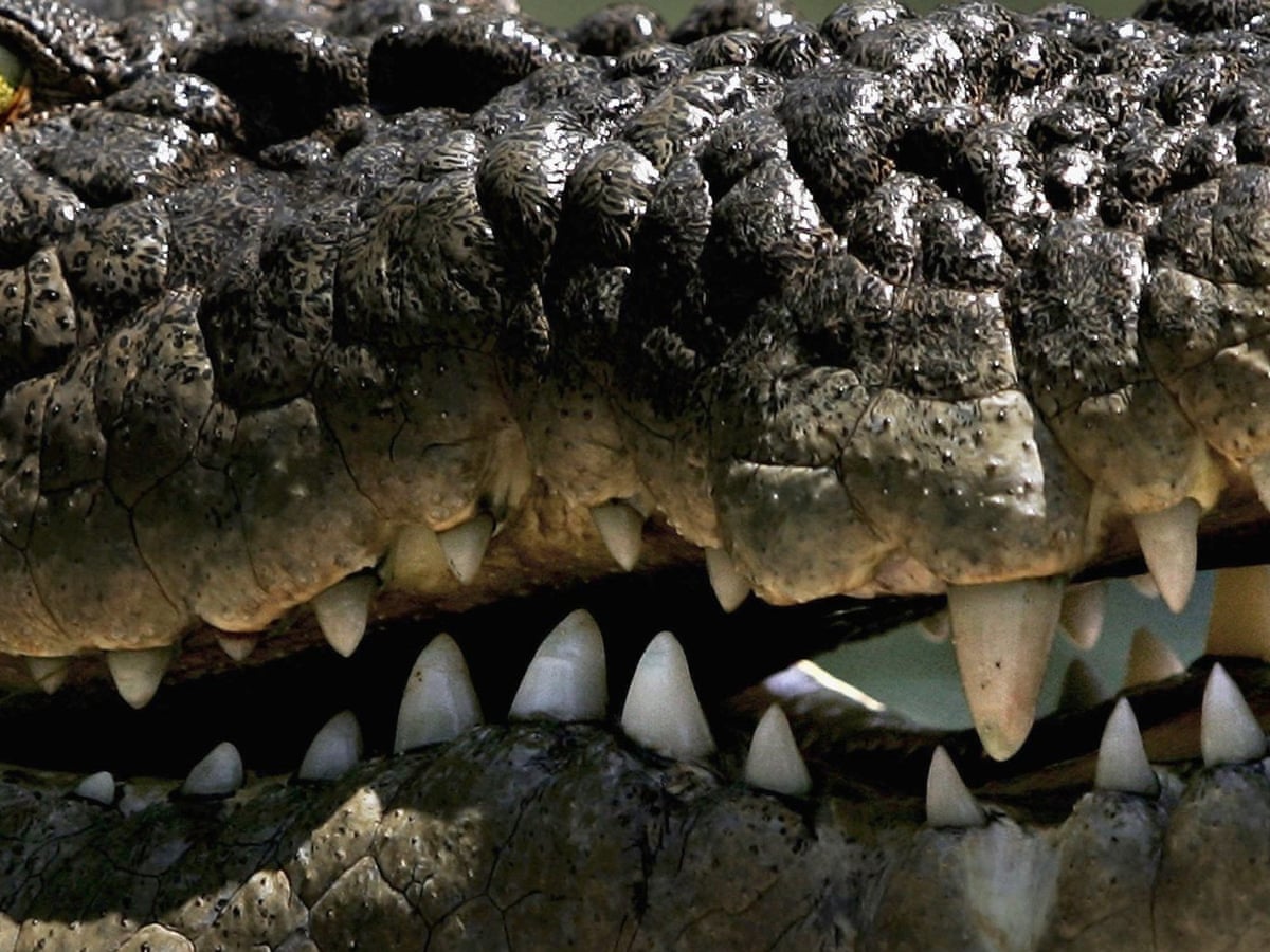 Human Activity Driving Half Of World S Crocodile Species To Extinction Endangered Species The Guardian