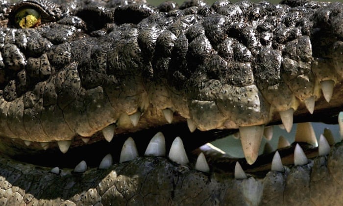 Human Activity Driving Half Of World S Crocodile Species To