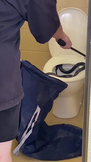 Uma cobra preta manchada foi resgatada em um banheiro público em Goondiwindi, Queensland, Austrália, depois de ser encontrada aparecendo sob uma tampa fechada