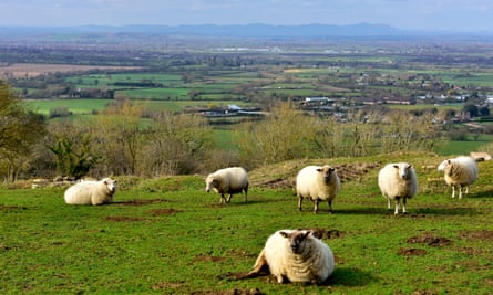 Gloucestershire countryside with sheep from the Cotswolds