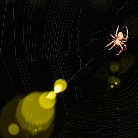 A firefly glows next to a sider in its web