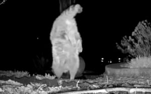 Um guaxinim completando uma parada de mão e se afastando nas patas dianteiras depois de beber água no jardim da frente do entusiasta da vida selvagem. Camera Trap Sue, do Colorado, EUA, colocou uma tigela de água fresca e câmeras em seu jardim todos os dias durante os últimos 16 anos para capturar os diferentes animais selvagens que visitam