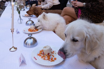 Dogs enjoying meals at a table