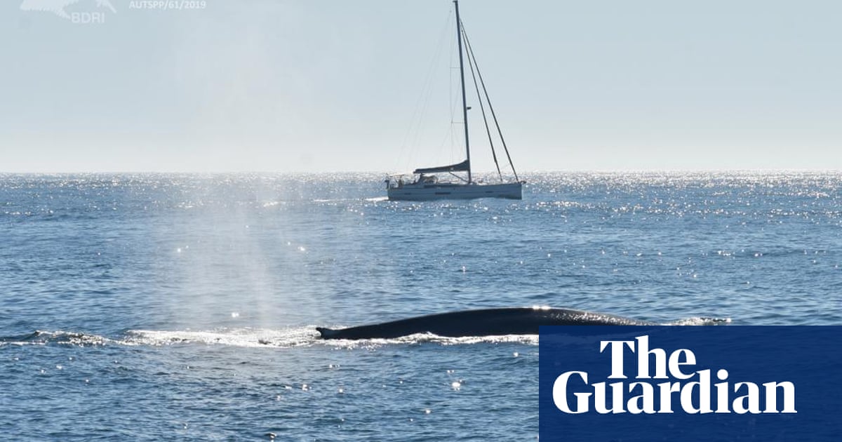 Blue whales returning to Spain’s Atlantic coast after 40-year absence