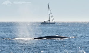 Uma baleia azul na costa da Galiza, Espanha. As baleias azuis, os maiores mamíferos do mundo, estão retornando à costa atlântica da Espanha após uma ausência de mais de 40 anos