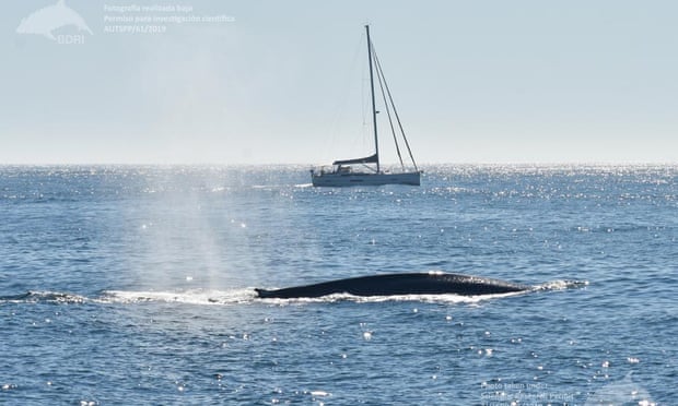 Sitings of blue whale off coast of Galicia.