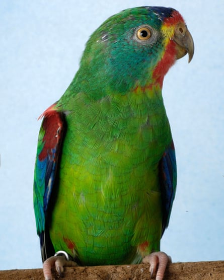 The swift parrot, now critically endangered.