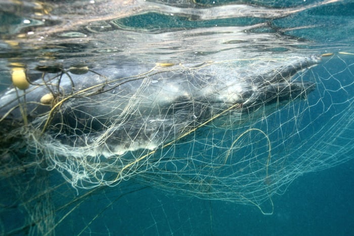 Images show baby humpback whale trapped in shark net off Queensland coast | Whales | The Guardian