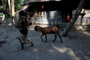 Mohammad Ibrahim, 48, takes his goat to be fed at his home in Pirojpur district, Bangladesh