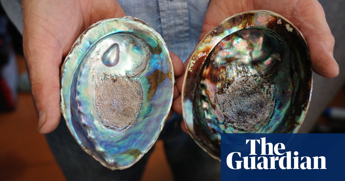 Shimmering with an opal shine: New Zealand's unique blue pearls face threat of warming seas