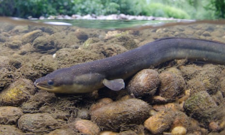 Scientists found that eels exposed to cocaine could suffer from issues including damaged muscles and impaired gills. 