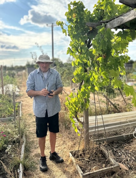 A man in shorts and a shirt and a hat holds grapes on an allotment plot.