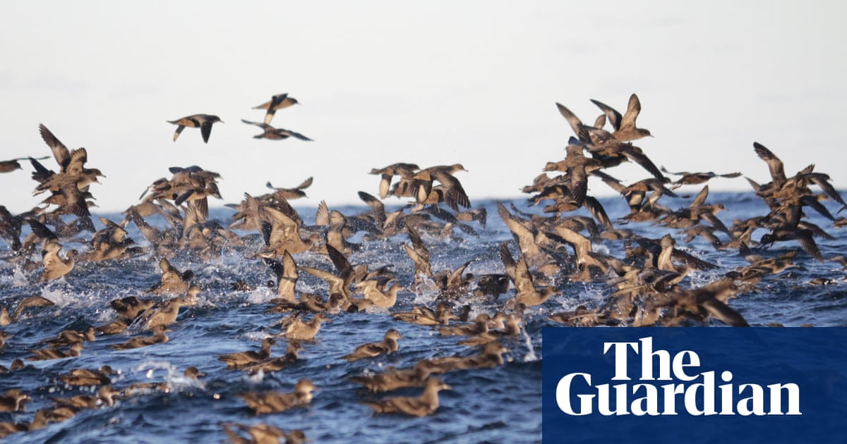 Lava, floating rocks and the Blob: the mystery behind the deaths of millions of seabirds